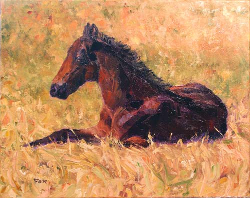 Foal in Sun
