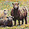 Shaggy Sheep Chic