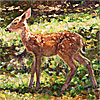 Forest Fawn