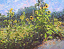 Hogsback Farm Sunflowers