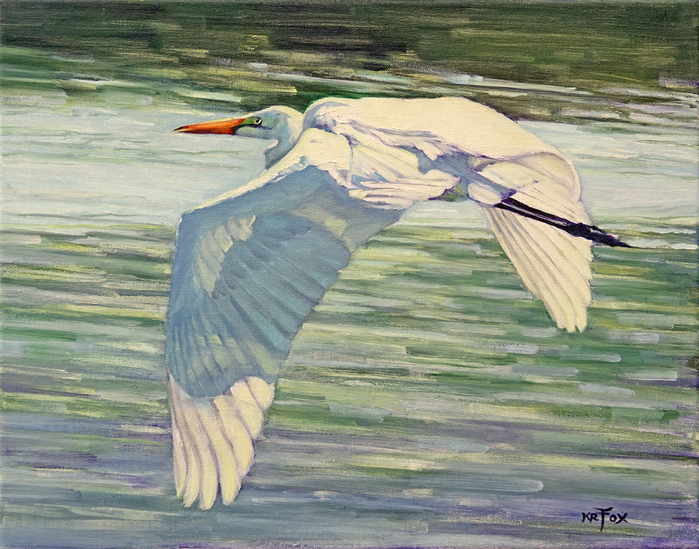 Gliding (Great White Egret)