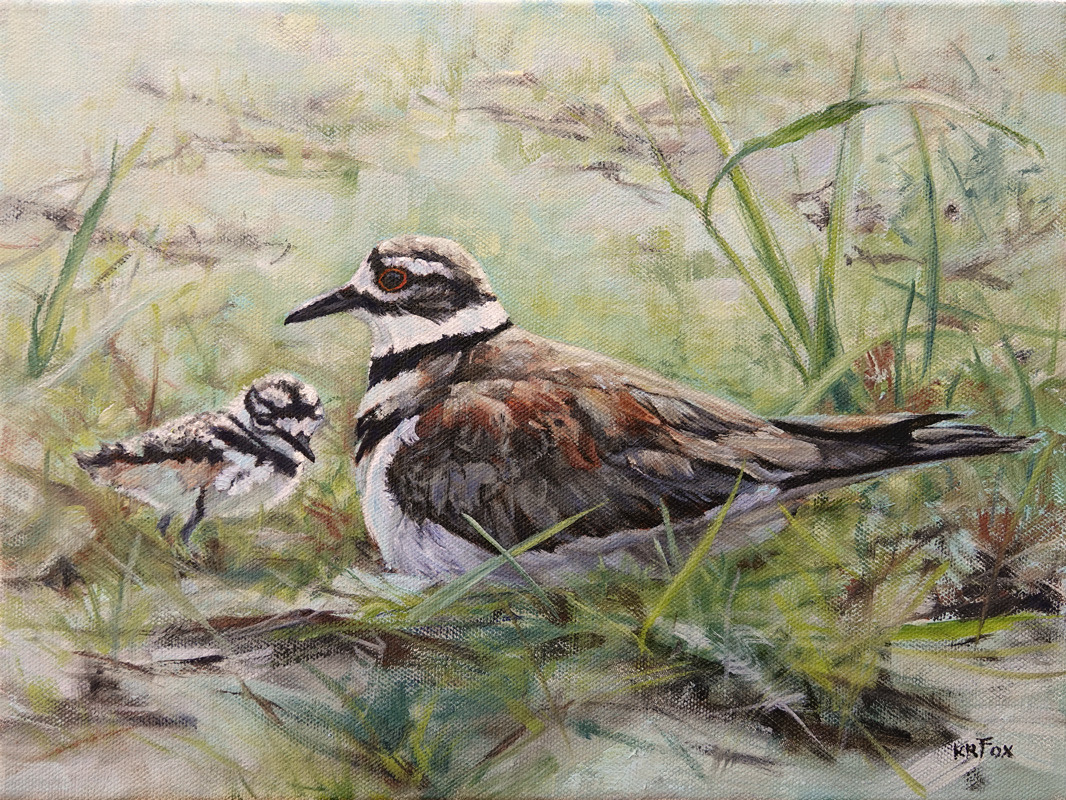 Nesting Surprise (Killdeer & Chick)
