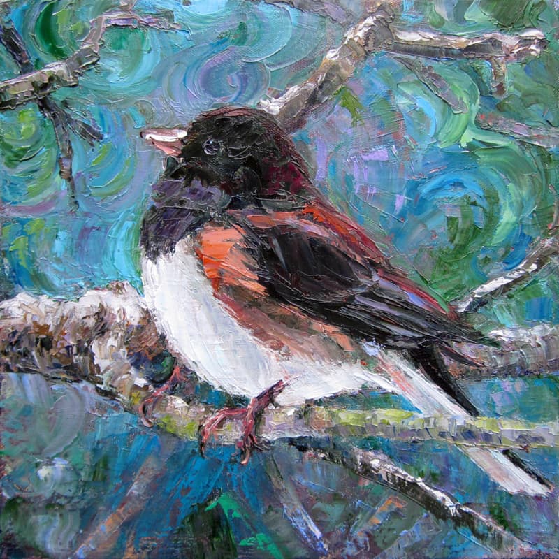 Posing (Dark-eyed Junco) 