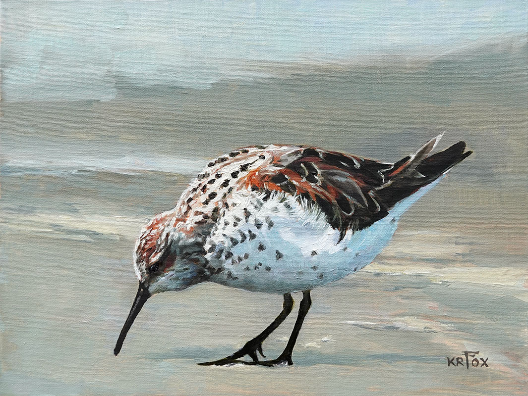Western Sandpiper #2
