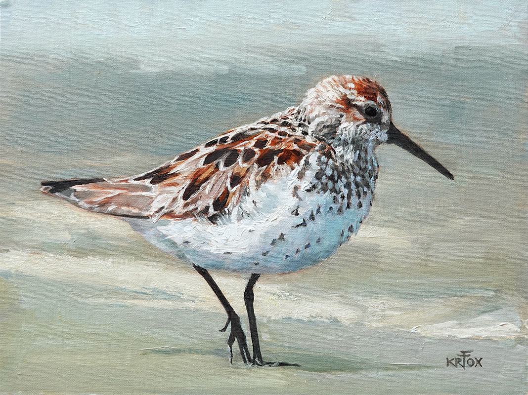 Western Sandpiper #1